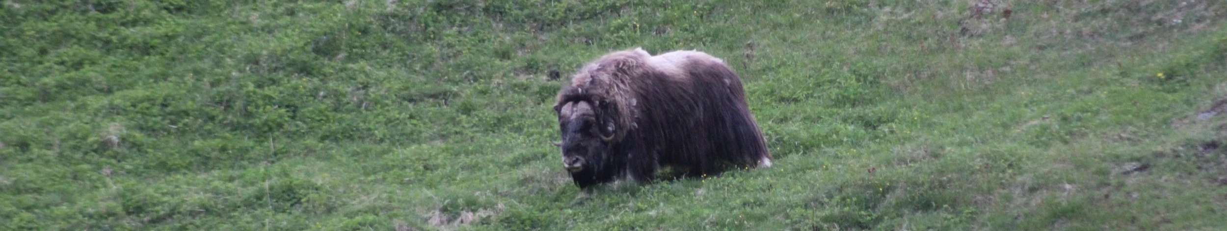 Musk ox walking across a green hill on the walking safari hike