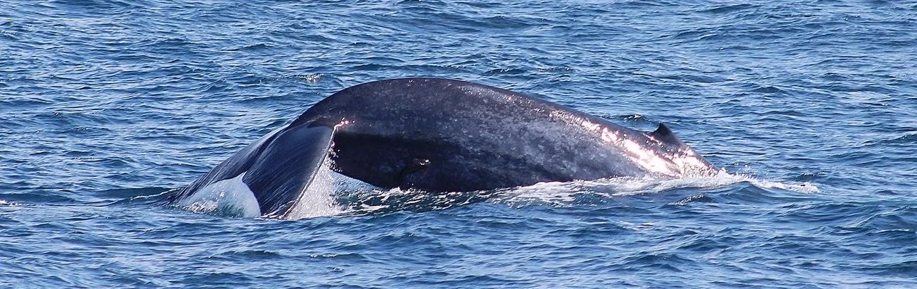 Tail of a blue whale emerging from the ocean near Mirissa, Sri Lanka during a whale-watching tour.
