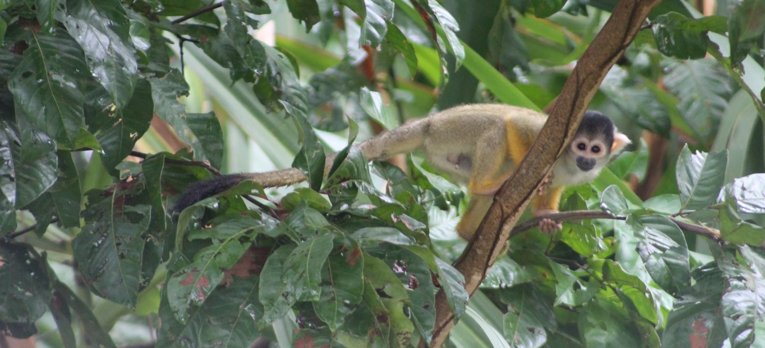 small monkey in tree rainforest amazon
