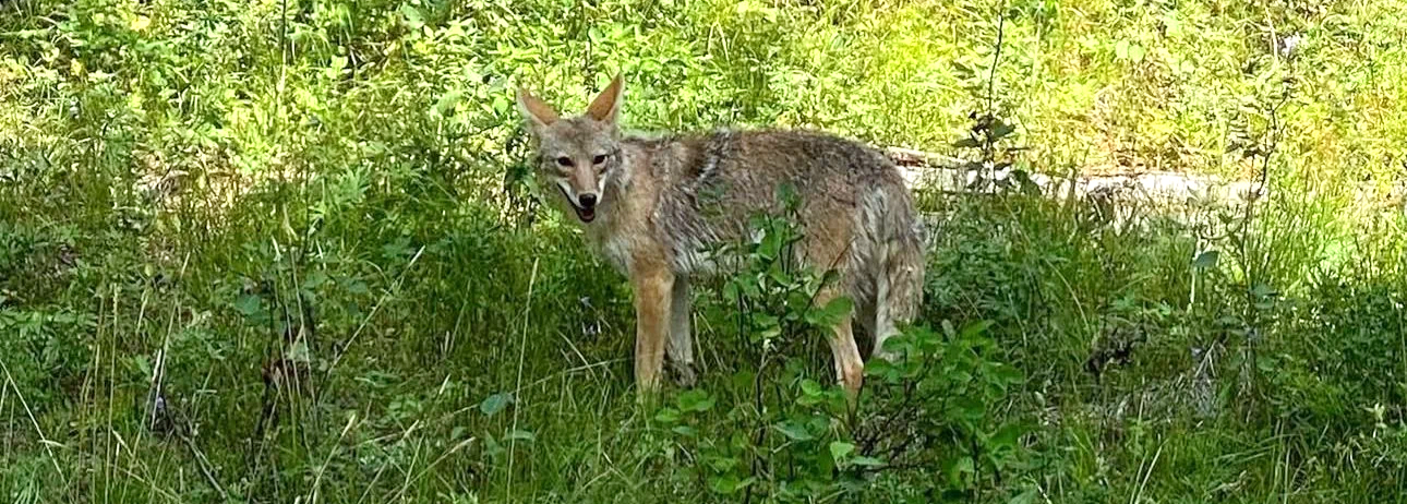 A coyote standing alert in tall grasses, blending into the natural landscape.
