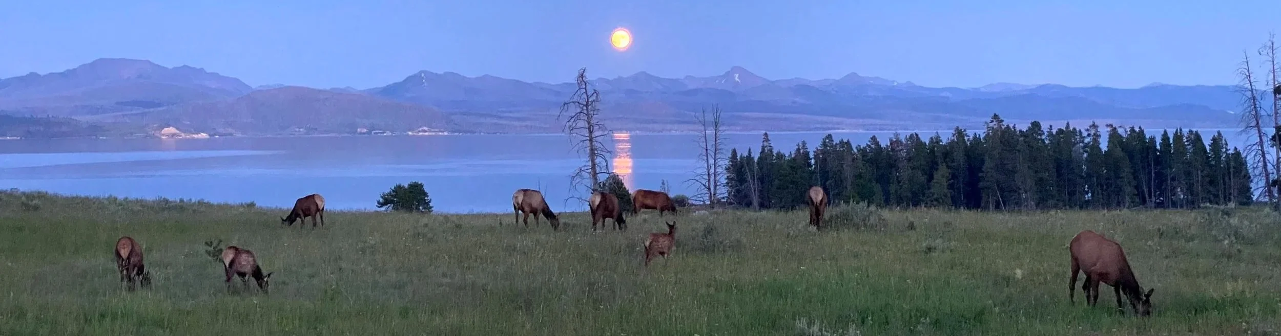 A herd of elk standing in a field beneath a purple and blue night sky, with a full moon rising above distant mountains.