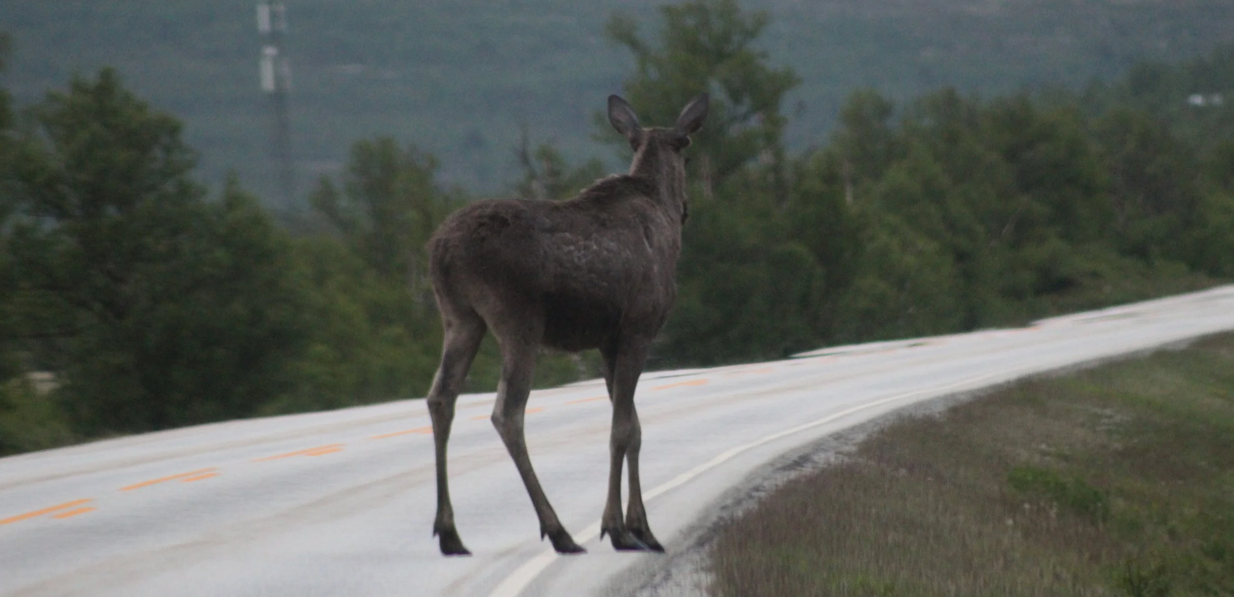 Eurasian elk standing in the middle of a road with lush green scenery in the background, forested Arctic landscape
