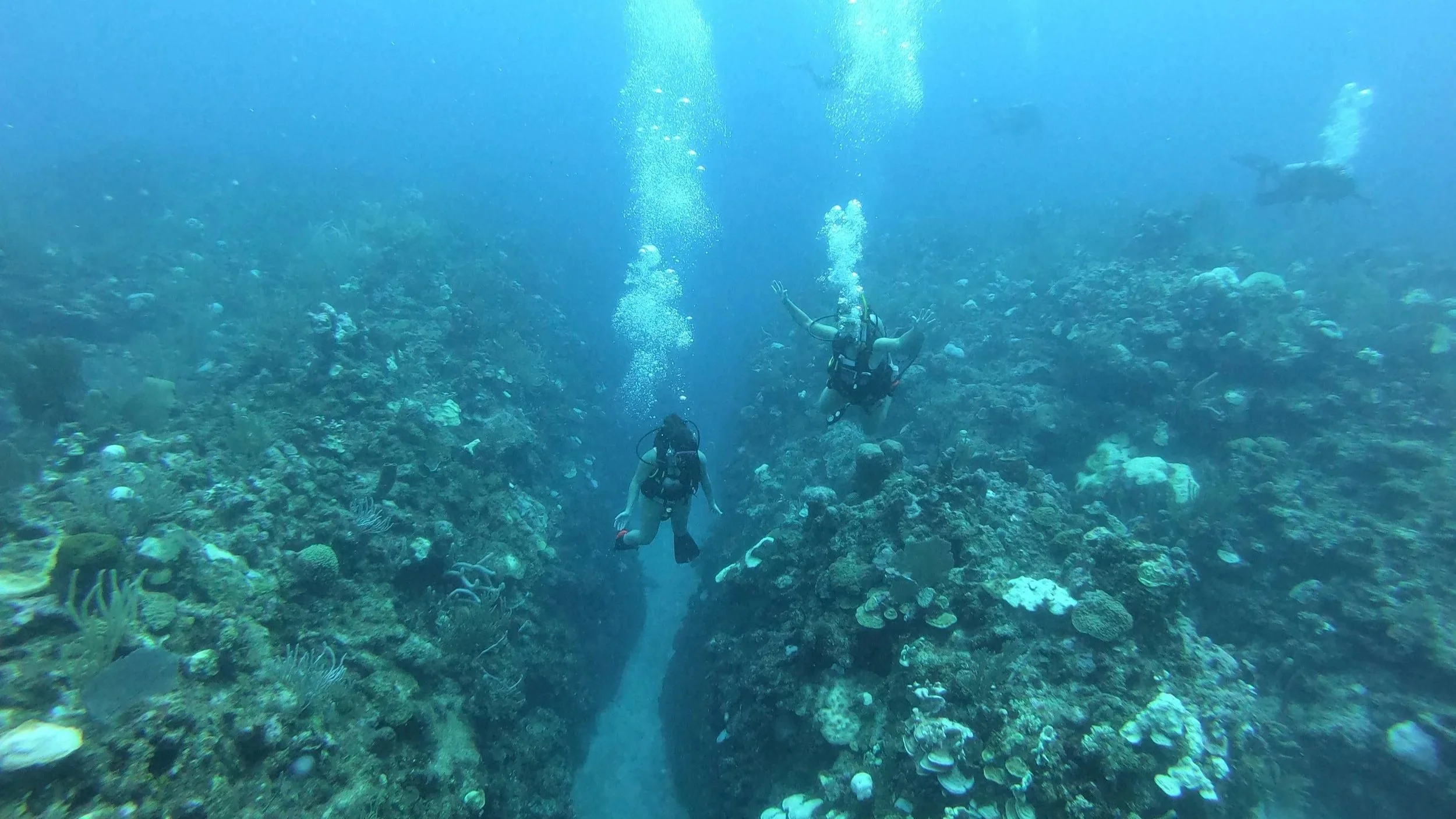 Suba diving in the Belize Barrier Reef Caye caulker canyons coral
