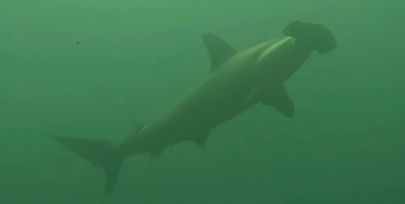 A hammerhead shark swimming in the waters of the Galápagos Islands.