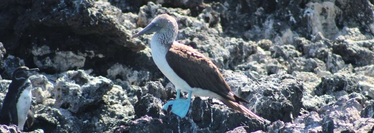 A blue-footed booby standing on rocks in the Galápagos Islands.