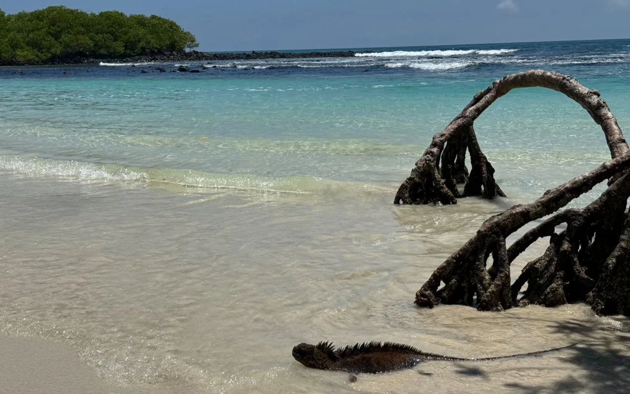 A marine iguana half-submerged in the bright blue water at Playa Brava in the Galápagos Islands.