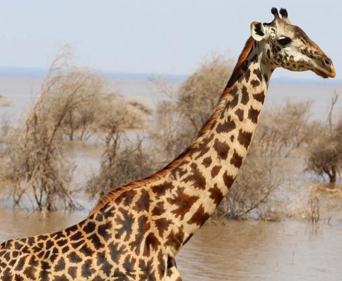 Giraffe standing near the shoreline of Lake Manyara in Tanzania with the lake in the background.