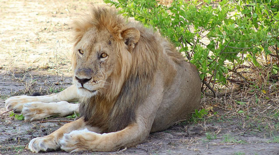 Male lion lying down but alert in the savannah, surveying his surroundings.