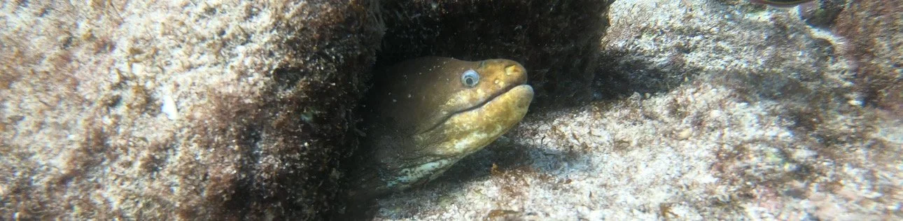 A green eel poking its head out from a crack in the rocks in the Galápagos Islands.
