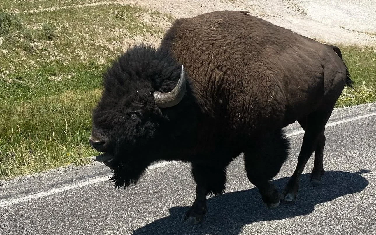 A lone bison walking along a paved road in a wide open landscape, showcasing the wildlife commonly seen in the American West.