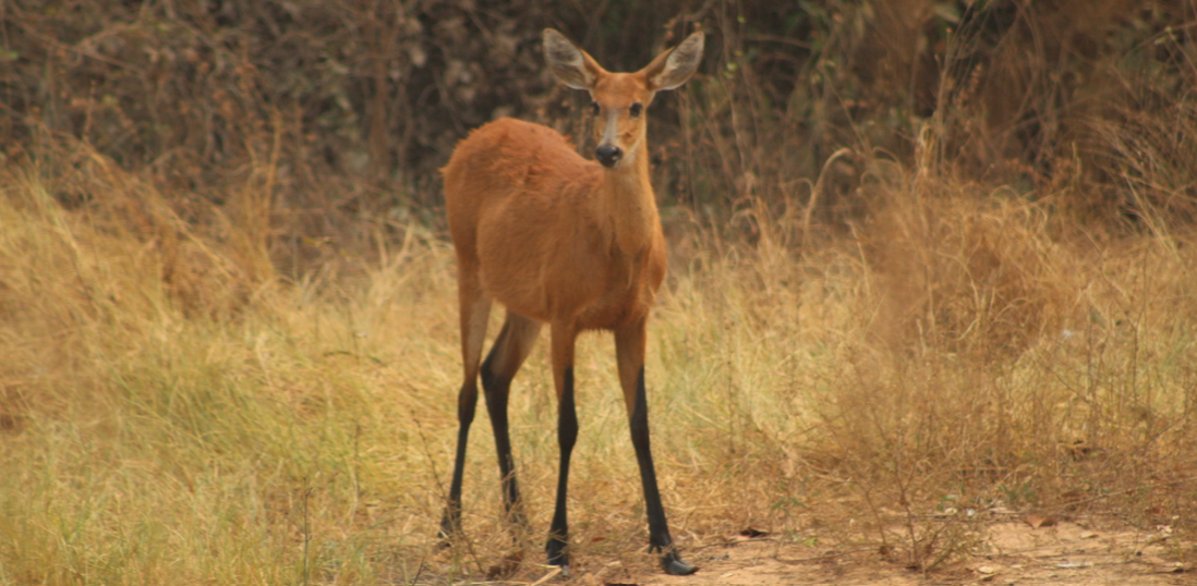 A female marsh deer standing in the wetlands along the Transpantaneira Road in Brazil.