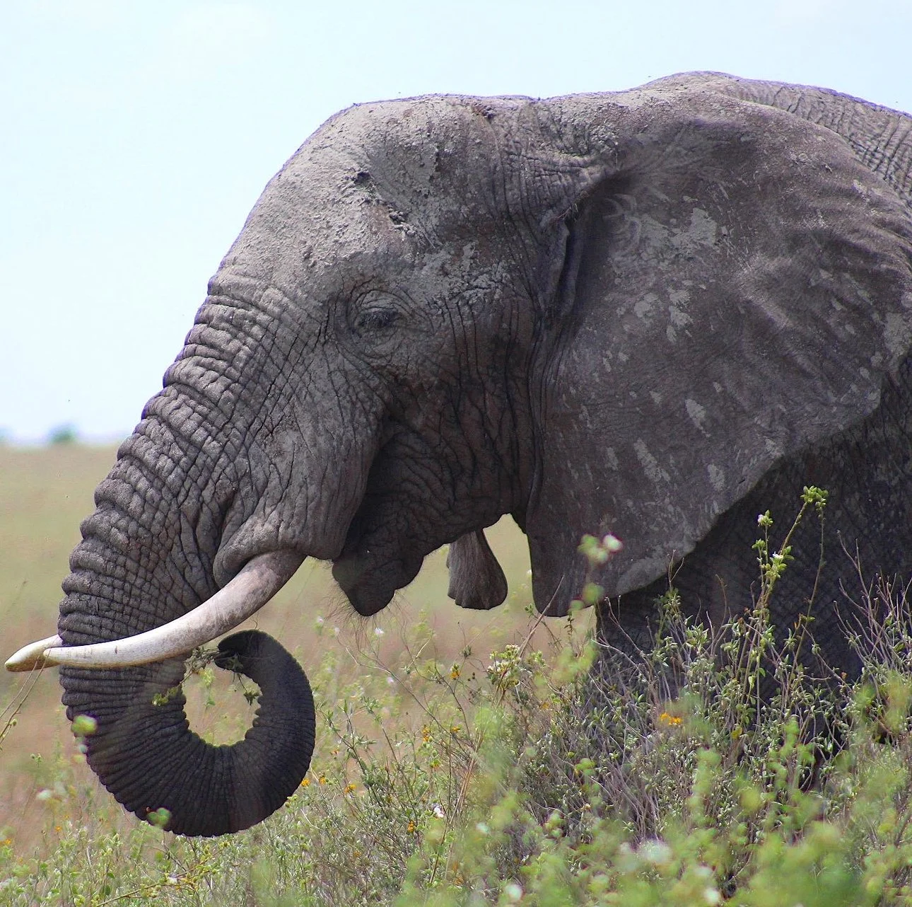 african-elephant-African elephant walking through a vibrant flower field in the wild of Tanzania.