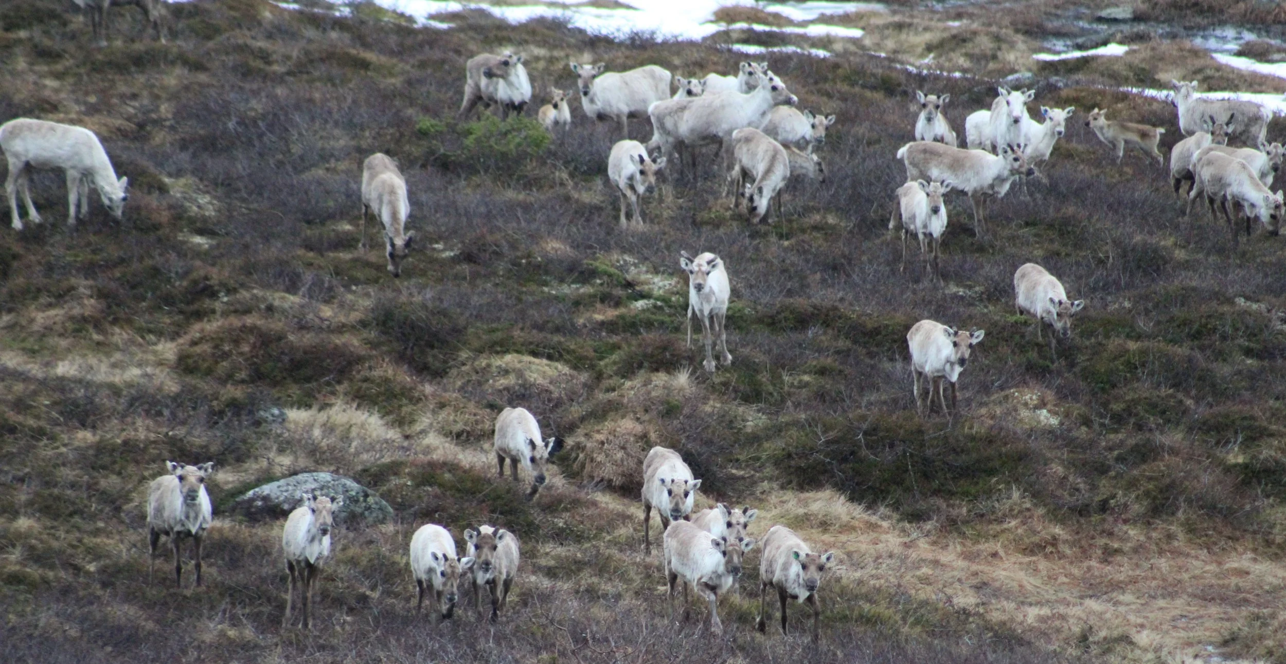 Herd of reindeer grazing in a snowy landscape on mainland Norway, Arctic tundra in the background