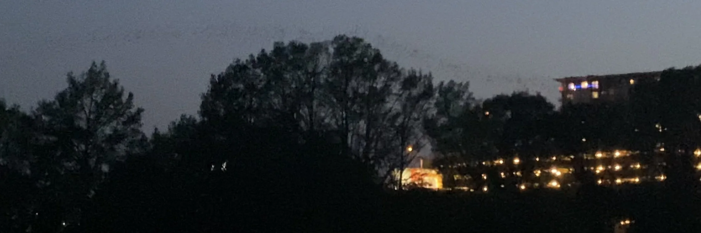 Thousands of bats emerging at dusk from under the Congress Avenue Bridge in Austin, Texas.