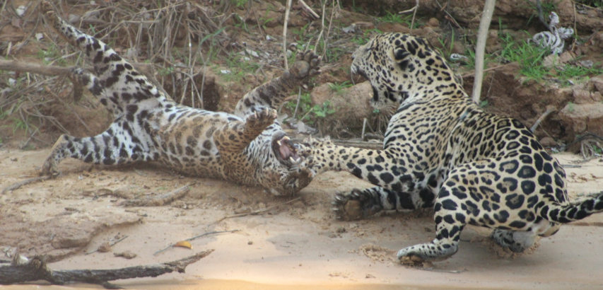 Two jaguars fighting in the Pantanal, Brazil, with one jaguar on its back on a riverbank in an action-packed moment.