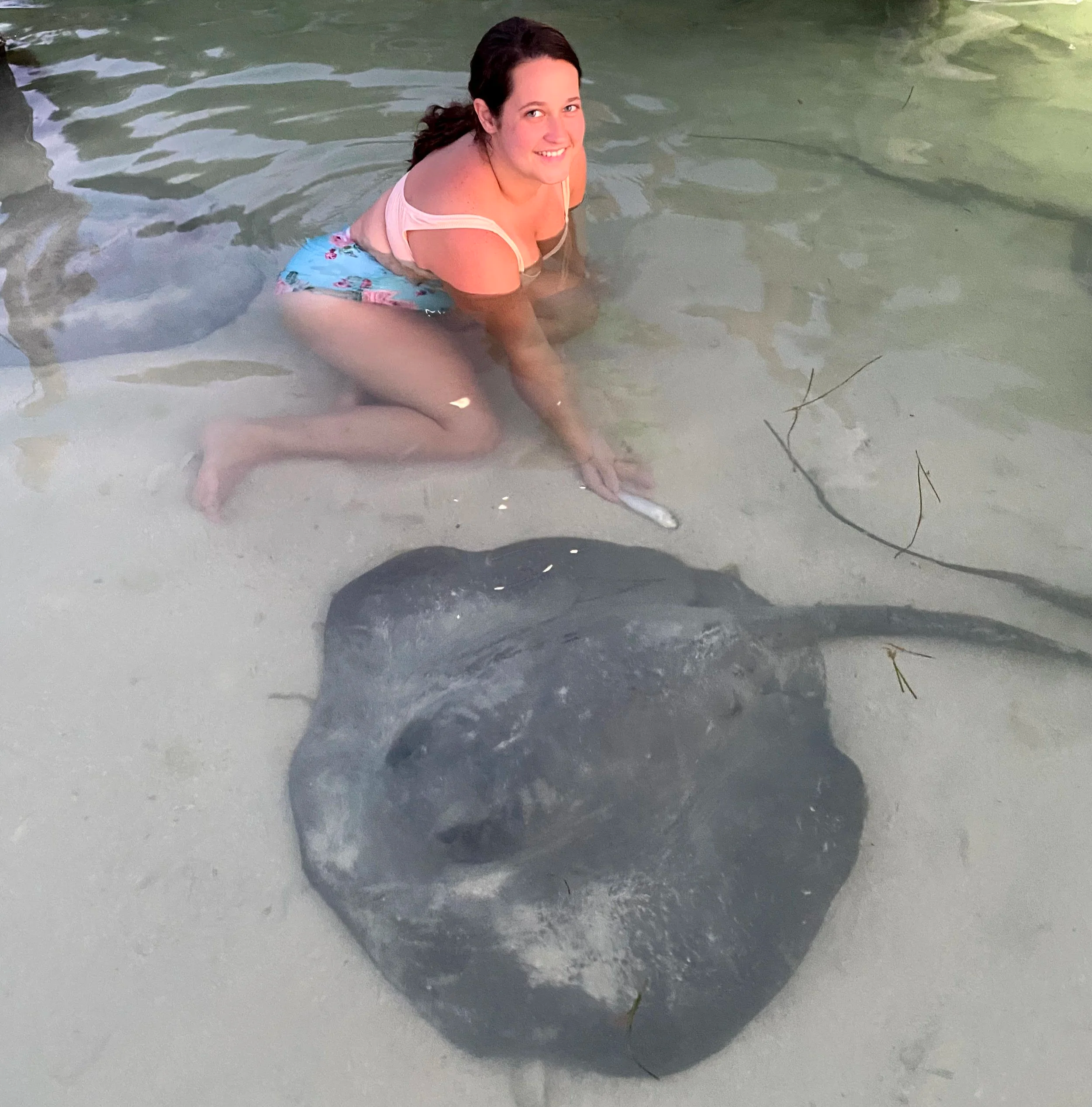 Swimming with large stingray at Iguana Reef Inn Caye Caulker Belize