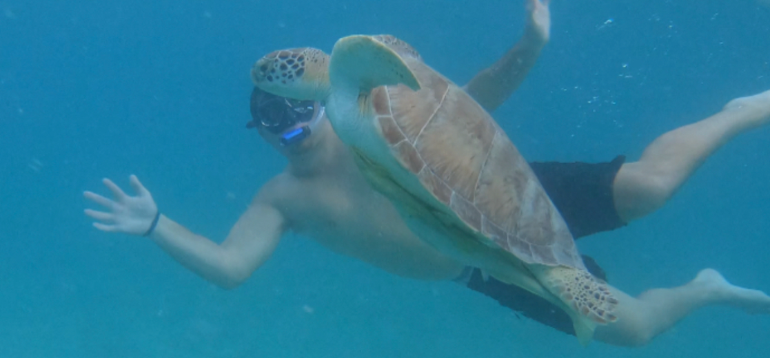 swimming green seaturtles snorkel water