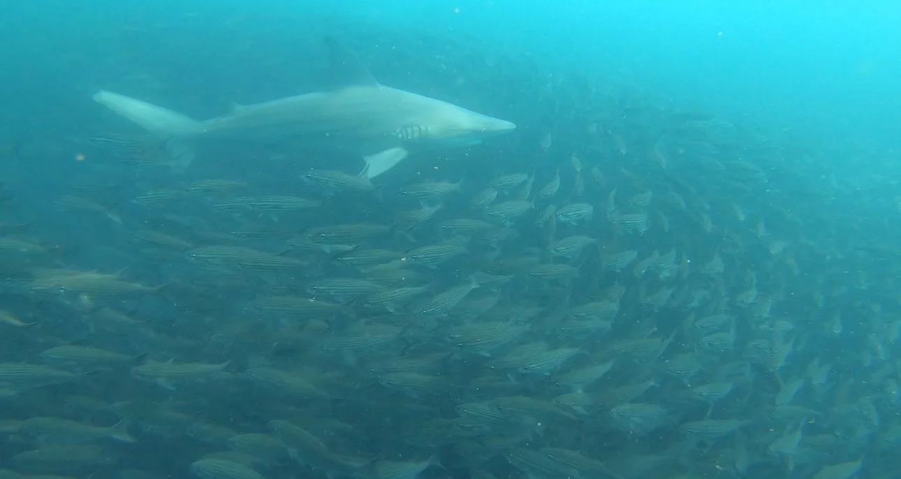 A shark swimming in the Galápagos Islands, surrounded by a school of fish.