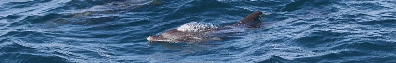 Bottlenose dolphin partially breaching the water’s surface off the coast of Sri Lanka.