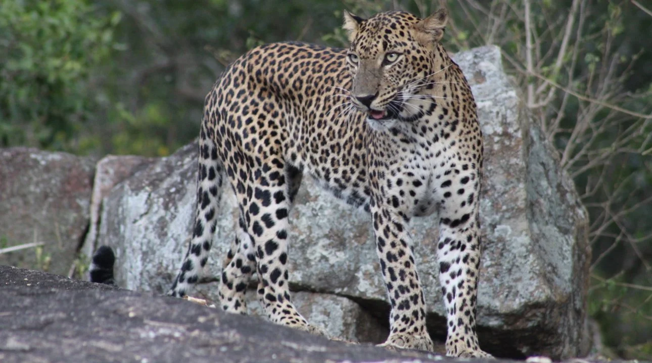Leopard standing alert in the wild at Yala National Park, Sri Lanka.