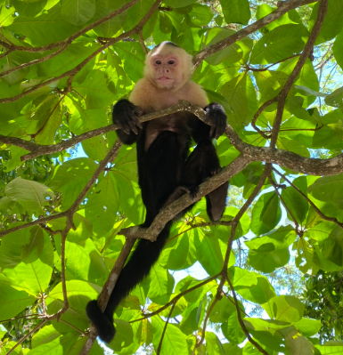 Manuel Antonio National Park Costa Rica Panamanian White-faced Capuchin