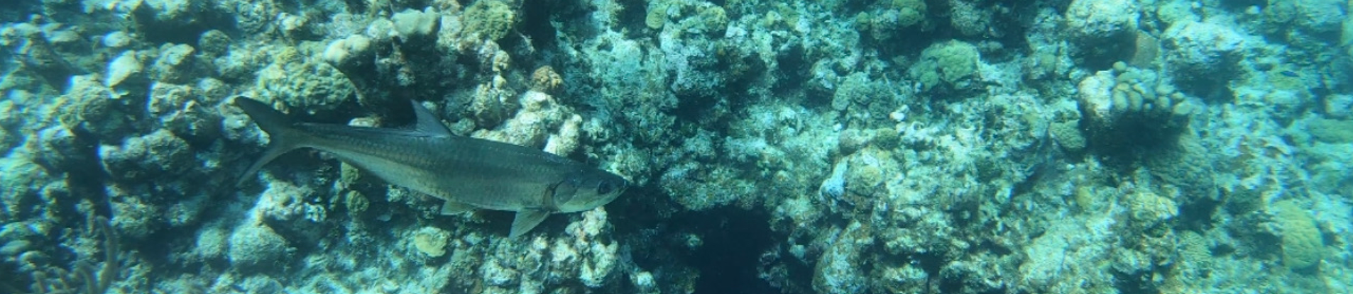 A tarpon swimming in the clear waters of Devil’s Grotto/Eden Rock, surrounded by coral formations.