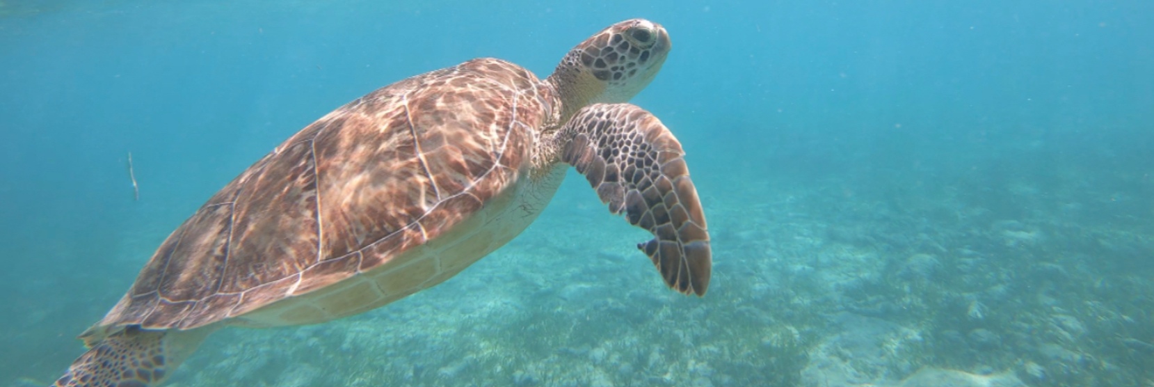 A sea turtle gliding gracefully through clear ocean water at Spotts Beach.