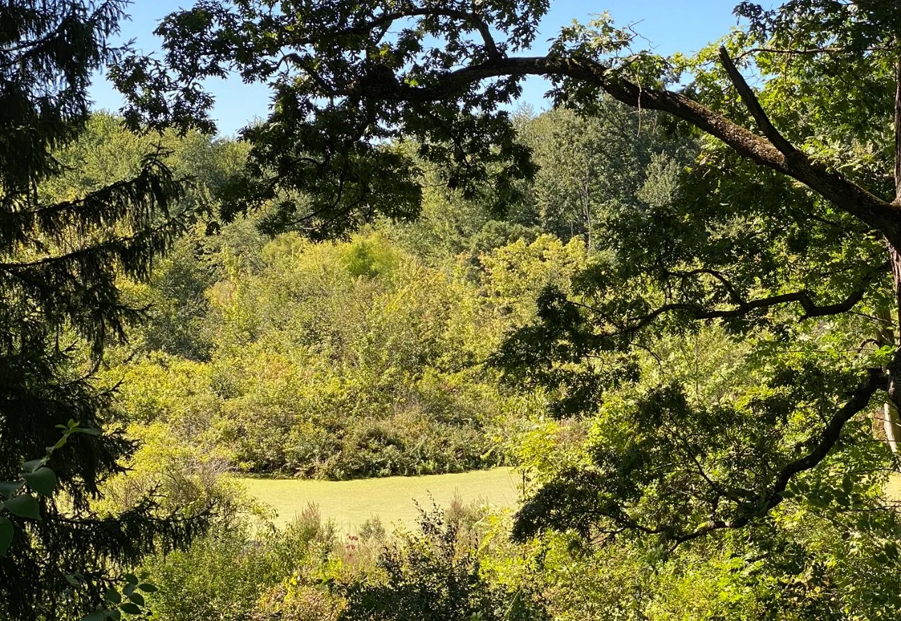 bushes along hiking trail indiana dunes
