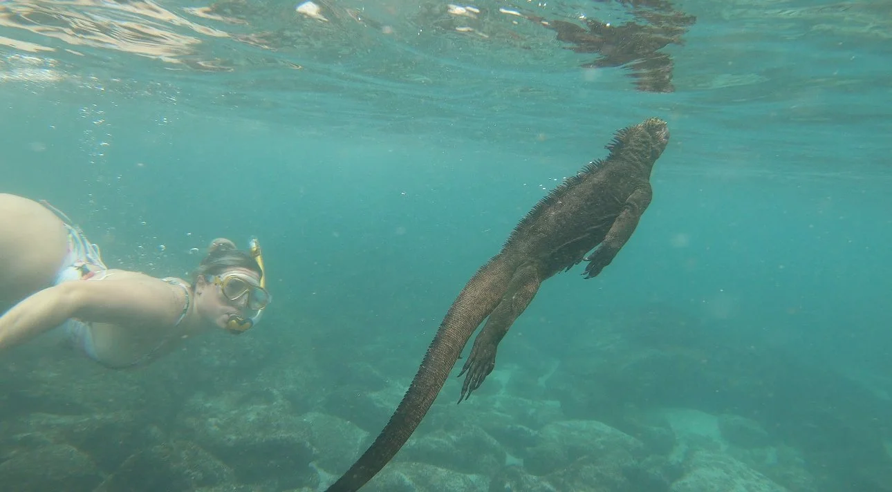 A young woman snorkeling in the Galápagos Islands alongside a marine iguana underwater.