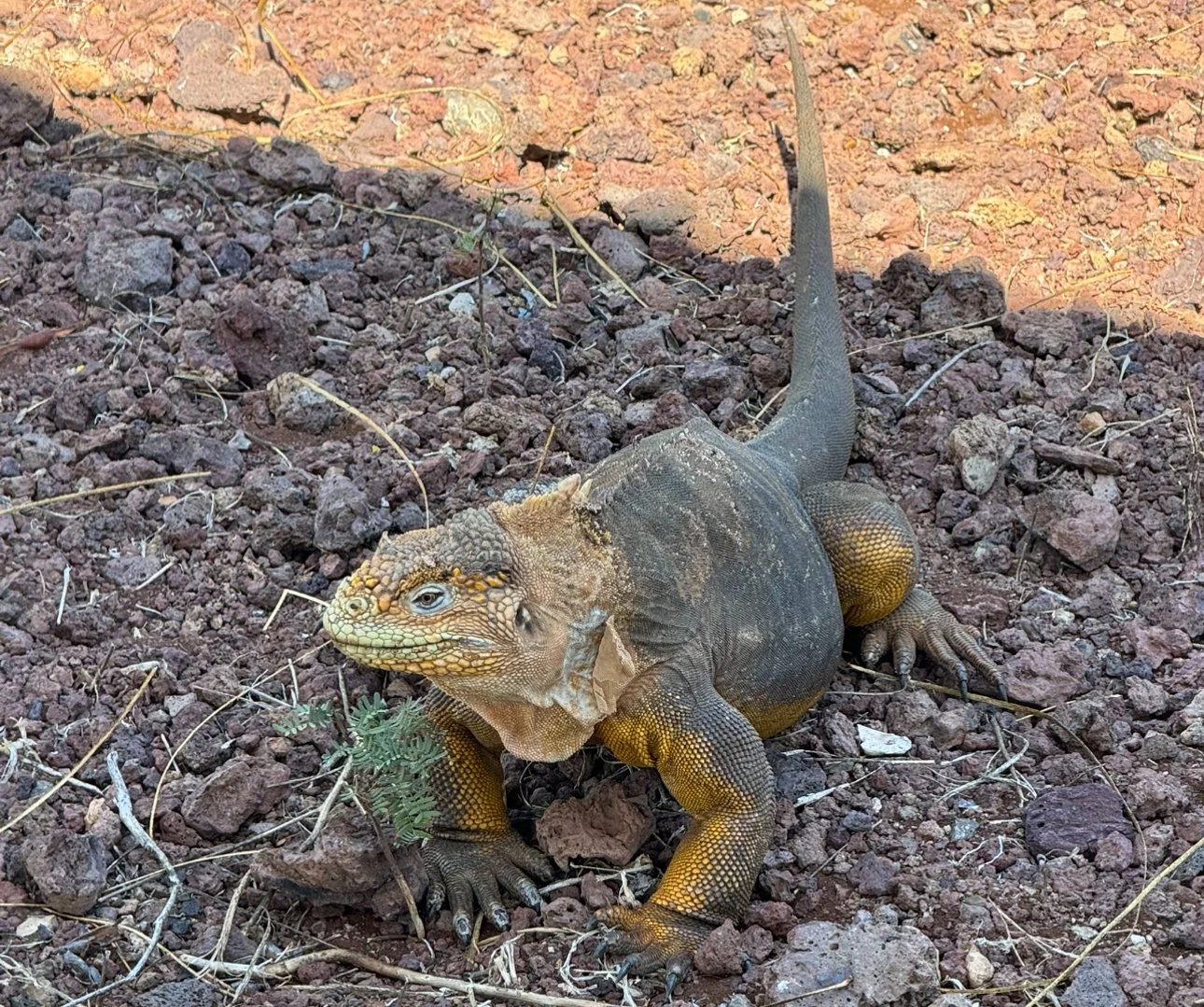 A front view of a Baltra land iguana in the Galápagos Islands, showing its detailed face and body.