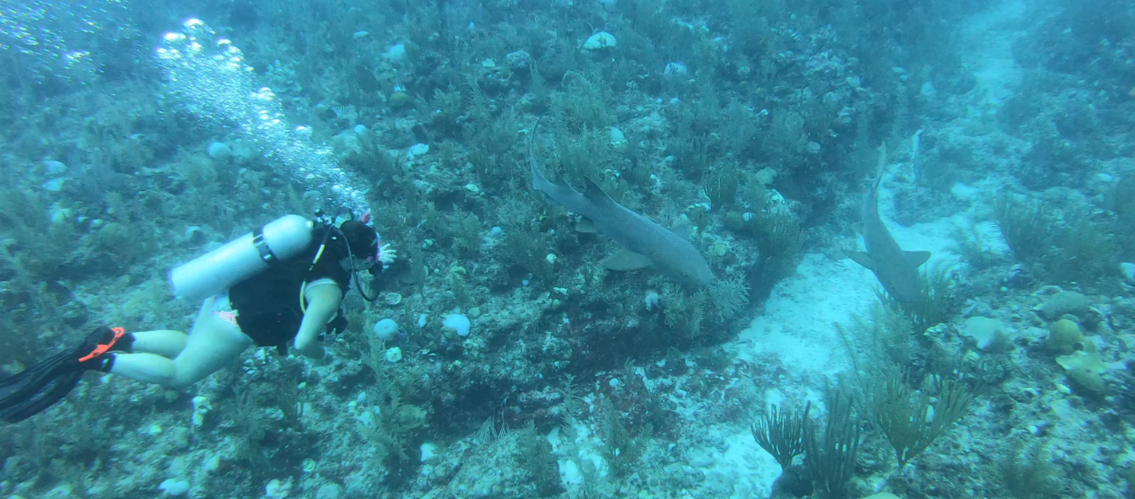 Suba diving in the Belize Barrier Reef Caye caulker canyons coral
