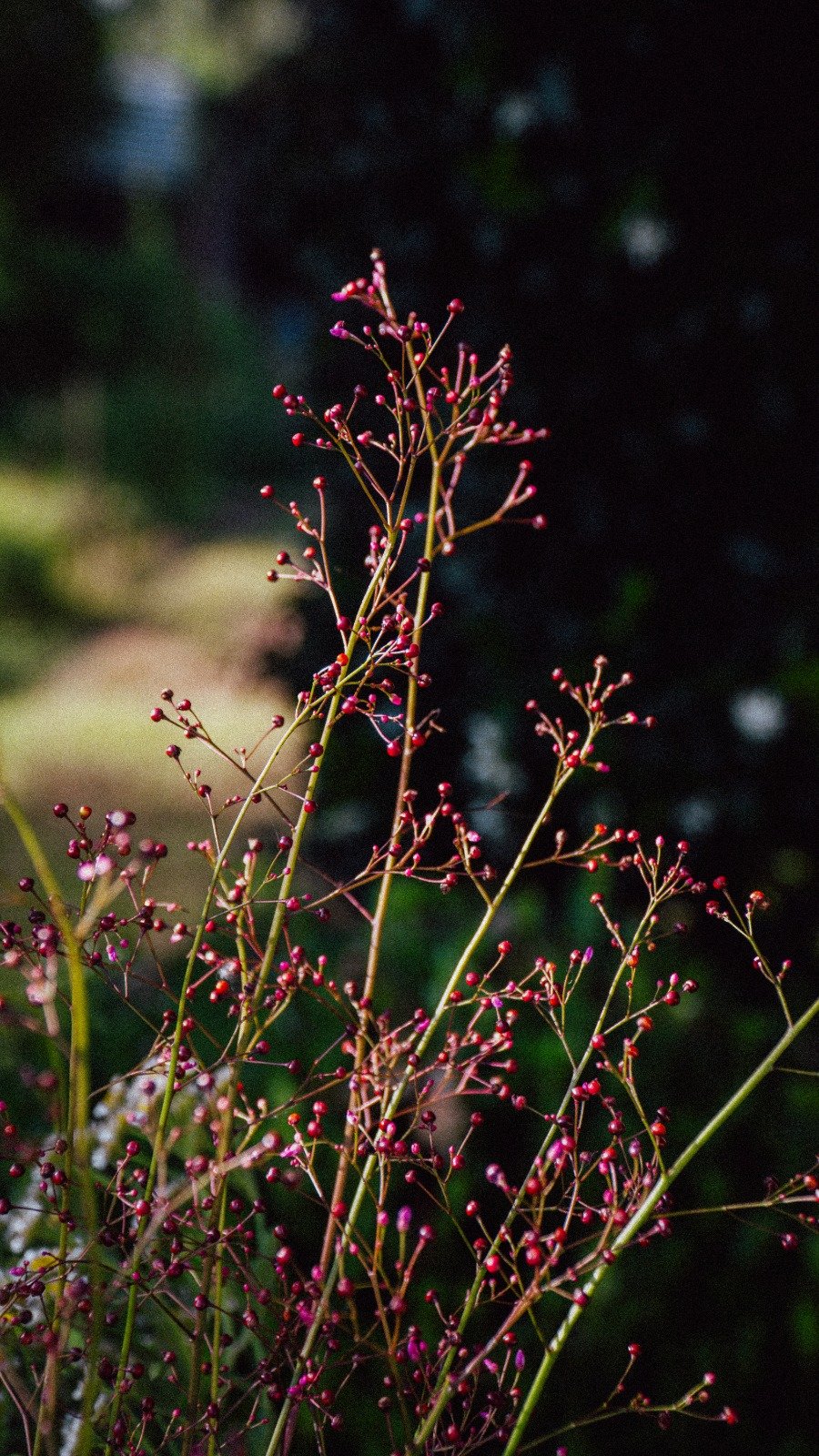 Jewels of Opar (Talinum paniculatum)
