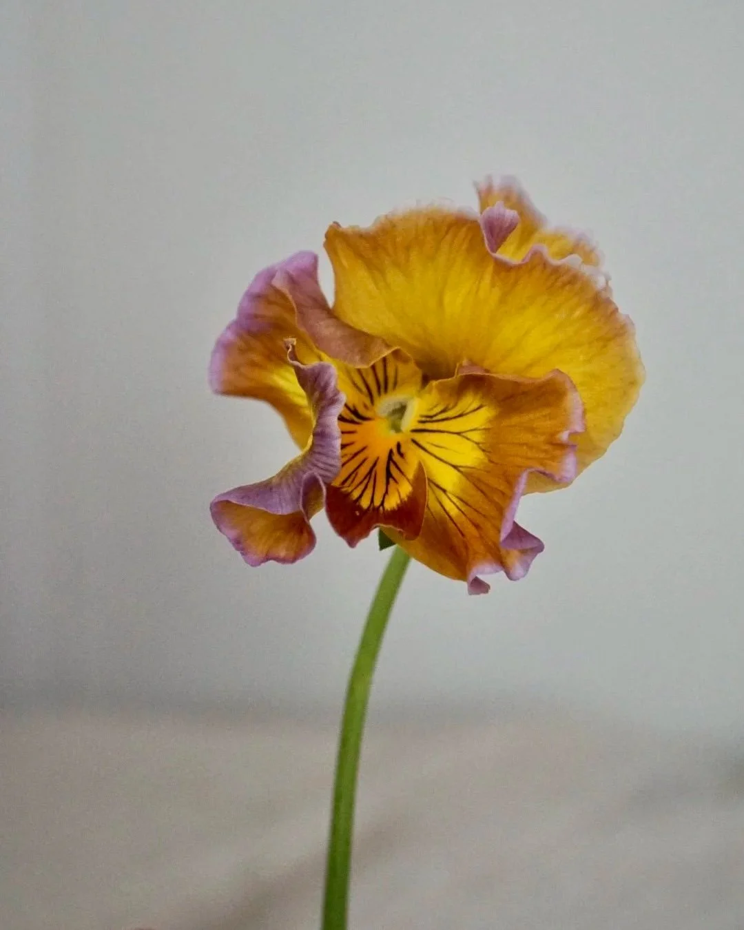 Pansy Showtime / Moulin Rouge Mix