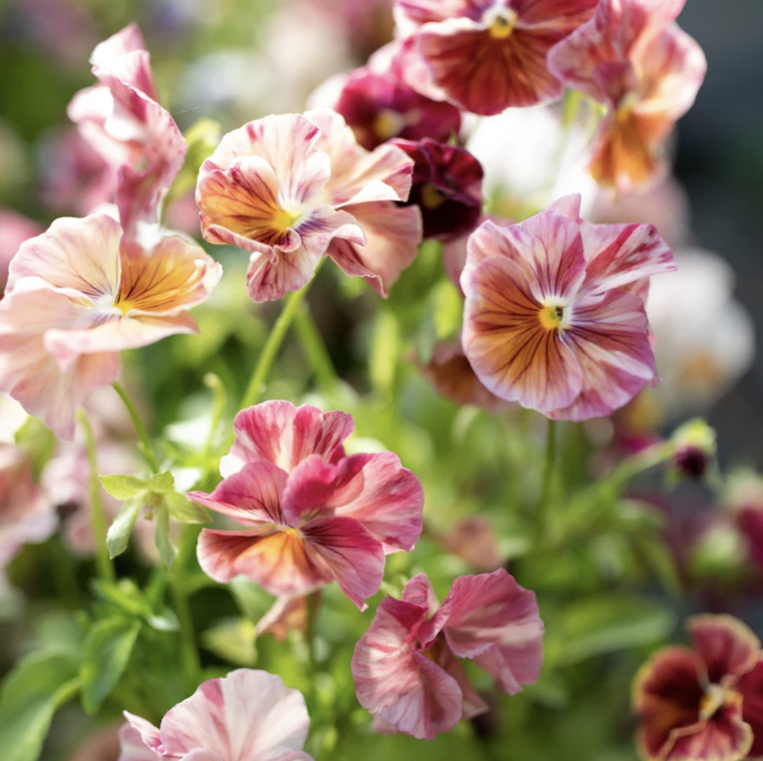 Pansy Chianti Mix