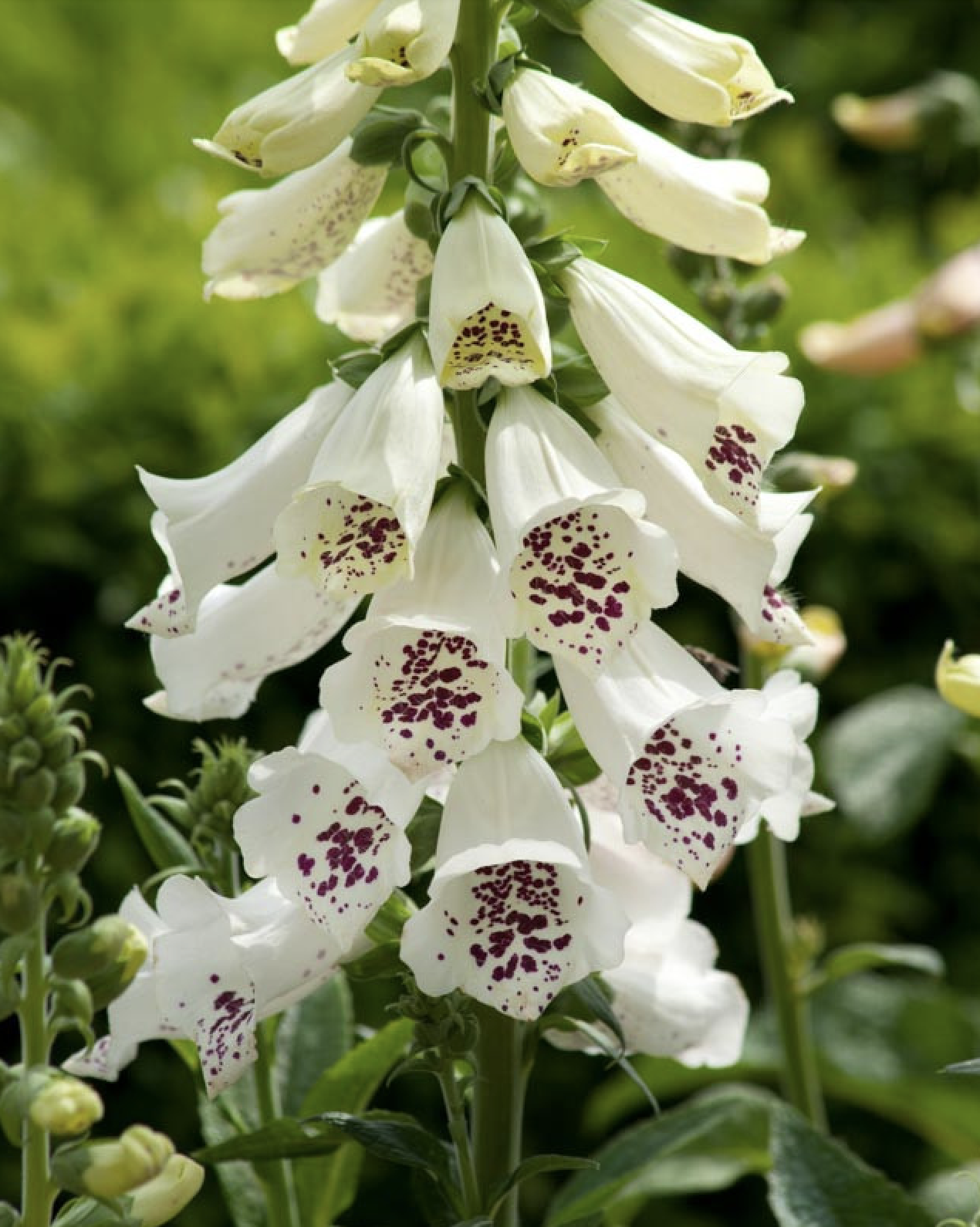 Foxglove Dalmatian White (Digitalis purpurea)