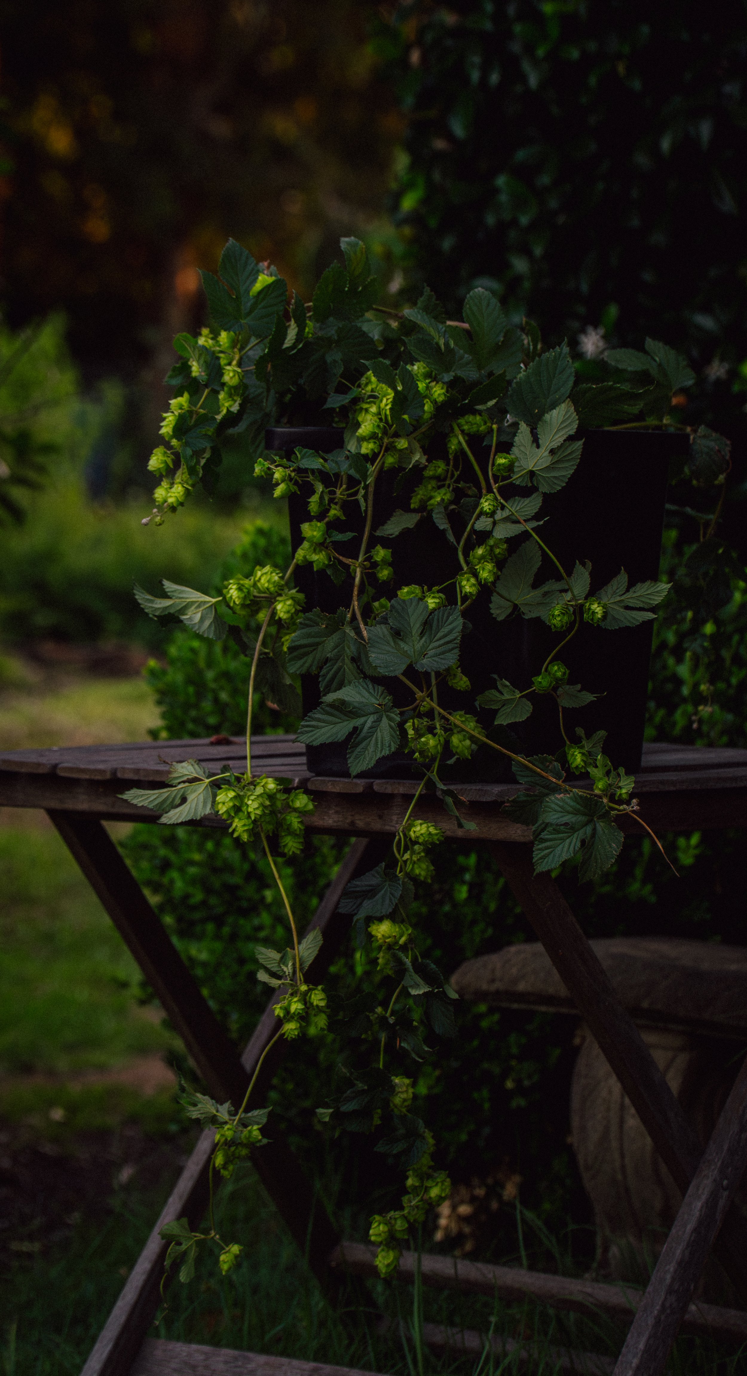 A hand holds a bouquet of multicolored flowers with a blurred dark green and purple background.