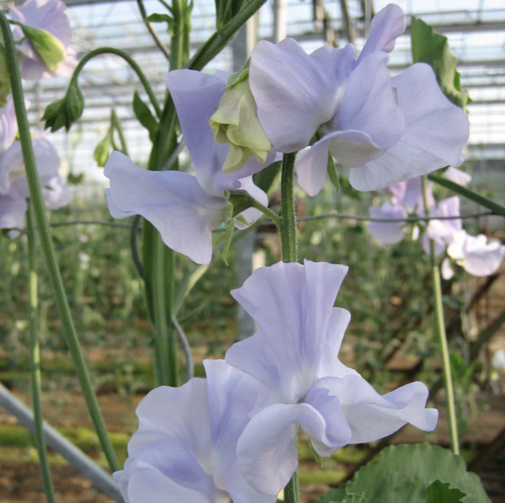 Sweet Pea Winter Sunshine Light Blue
