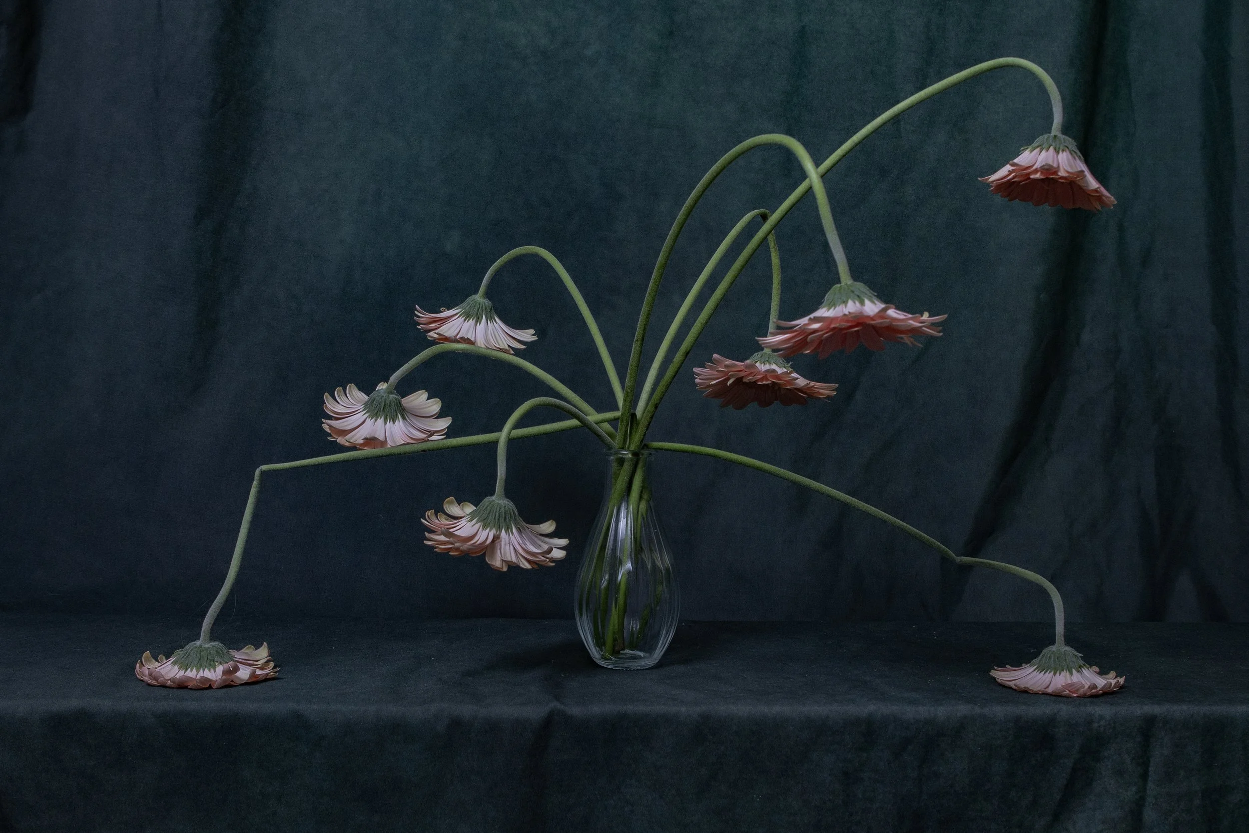 
Monster Daisy, 2023
Series included in PhotoLux Fest, Turkish Contemporary Photography - ‘Searching Love in a Fragile Environment'  Lecture by Emre Kuheylan, Lucca, Italy 