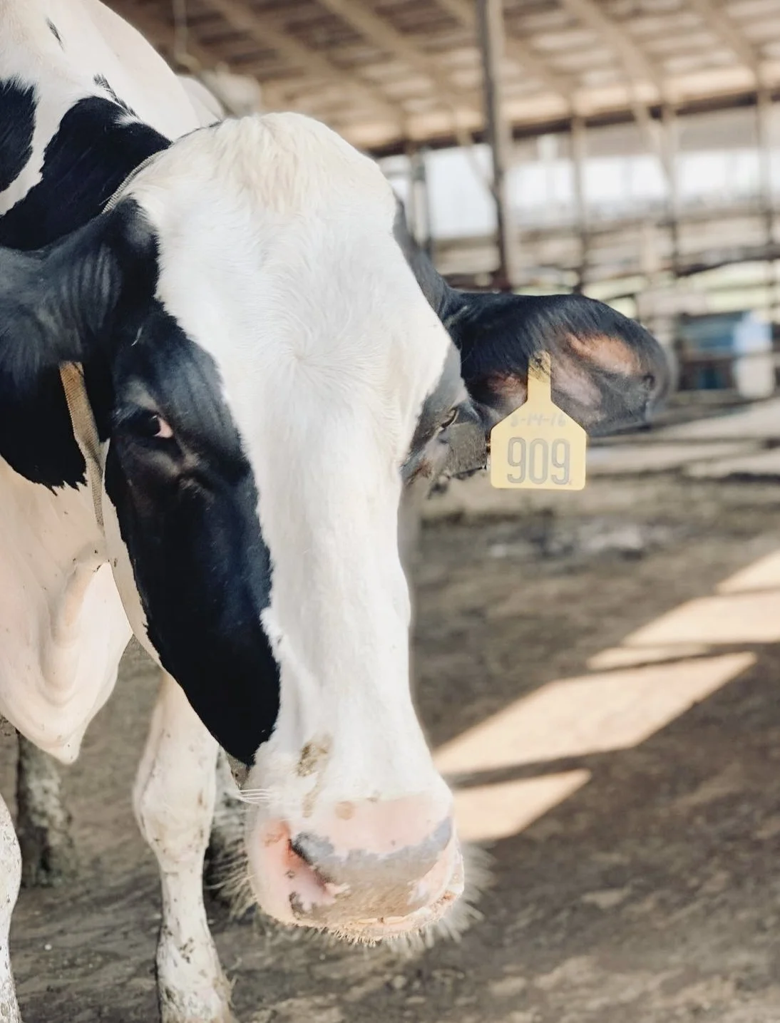 Close-up of a black and white cow in a barn, with a yellow ear tag numbered 909, on a dirt floor with sunlight streaming in.