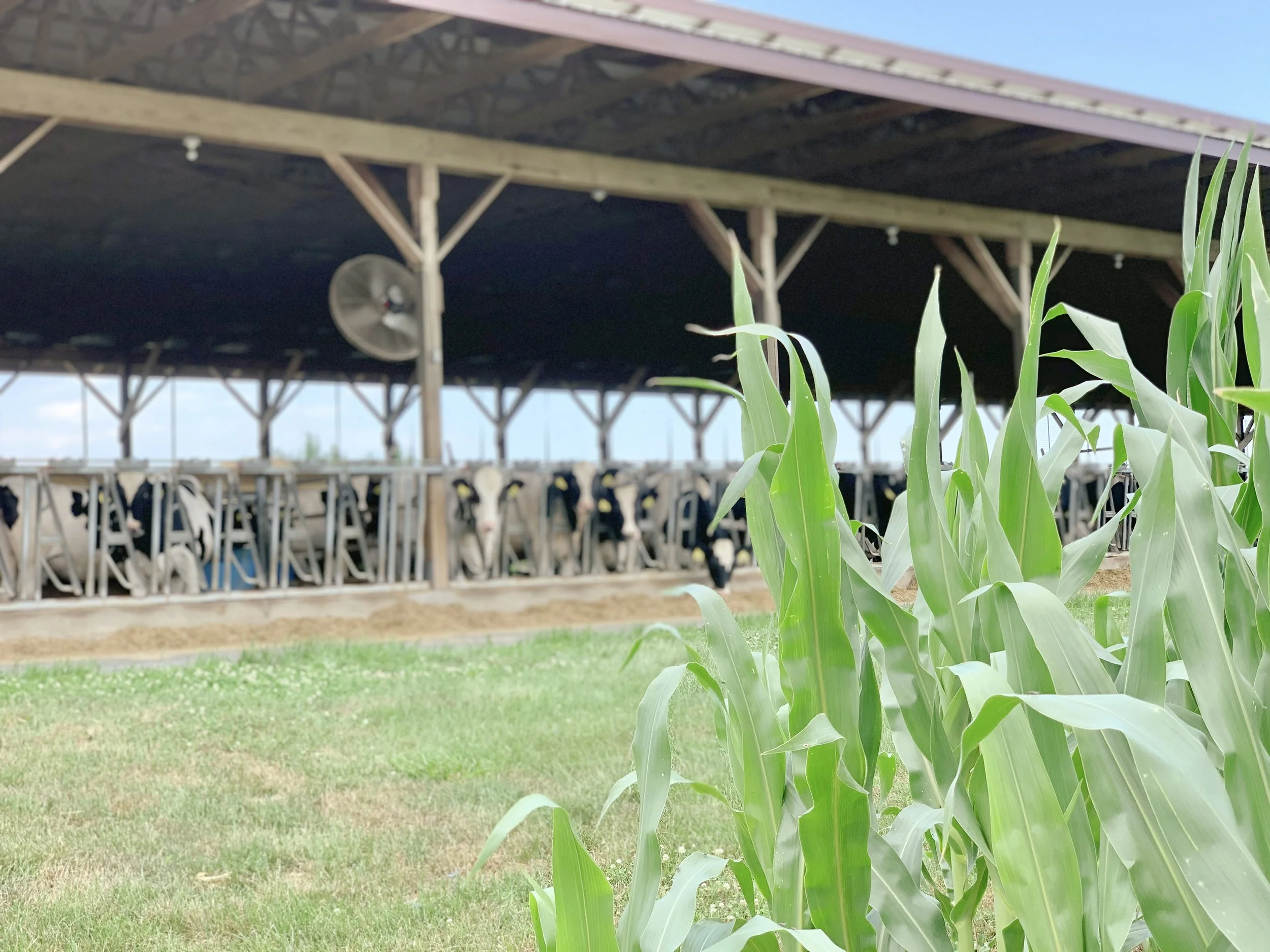 Cows standing behind a wooden fence on a farm, with a large pile of green corn plants in the foreground and a covered shelter with a fan inside.