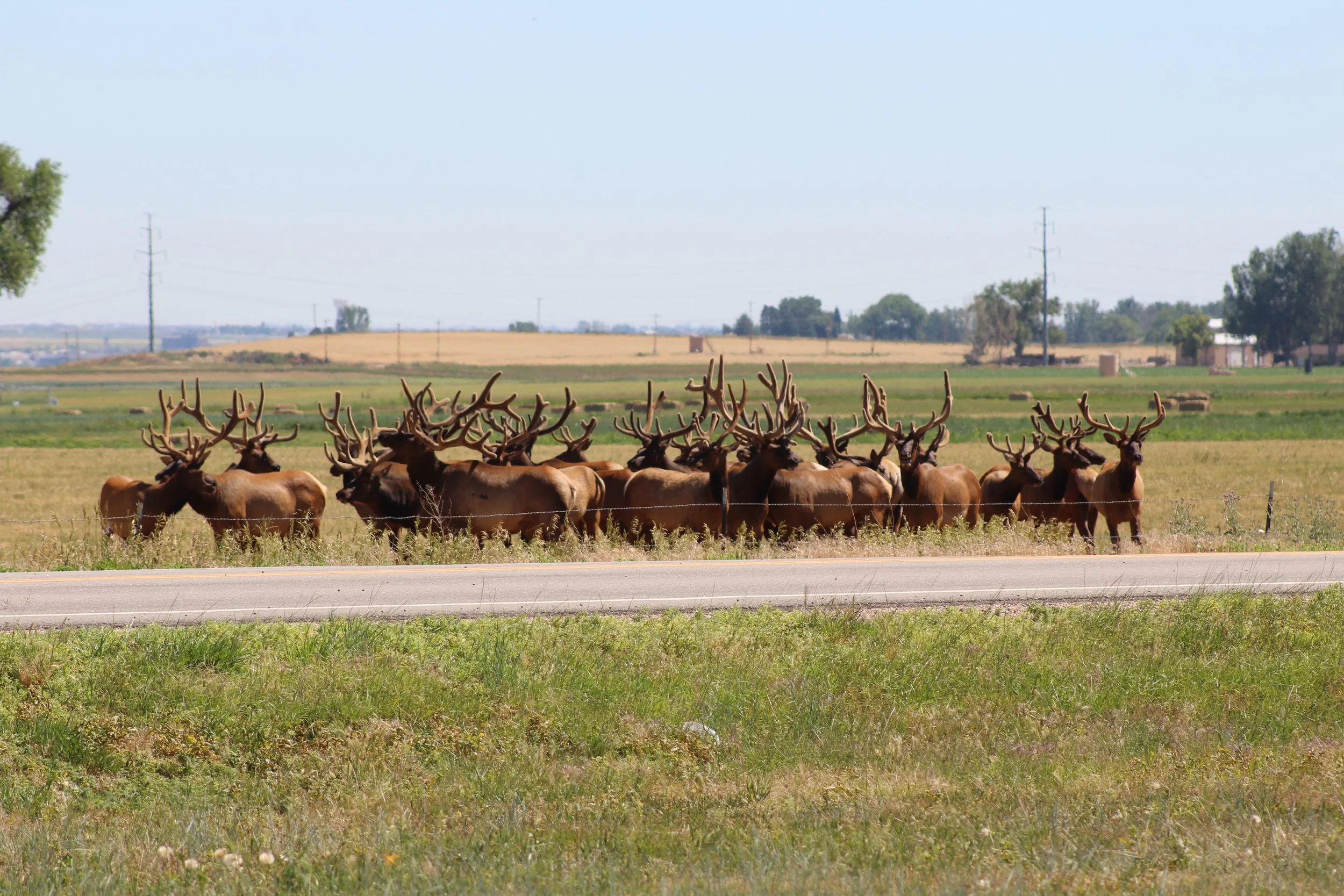 a photo taken by Lori Symmes of a group of elk standing in a field next to a road
