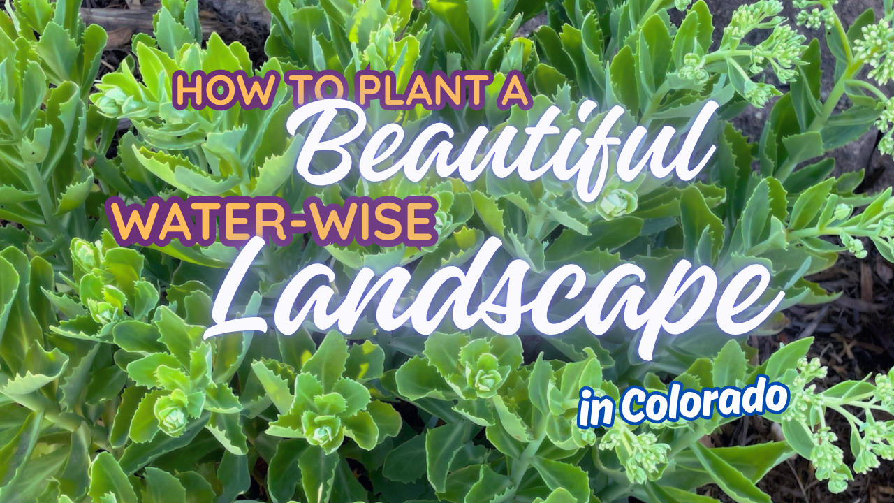 photo of a green leafed drought-tolerant plant. Text overlaid reads how to plant a beautiful water-wise landscape in colorado