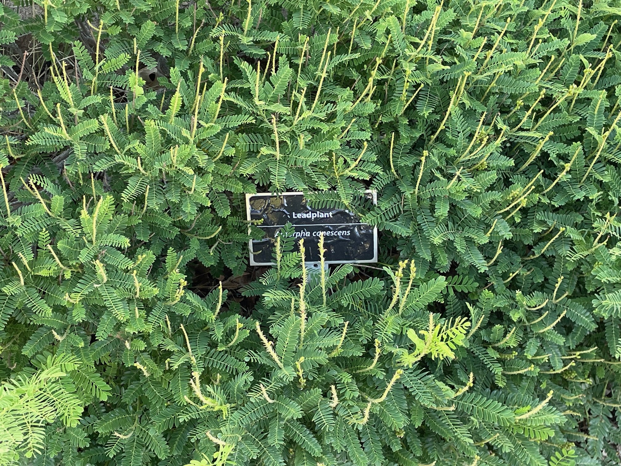 a leadplant grows in the northern water demonstration garden in Berthoud Colorado
