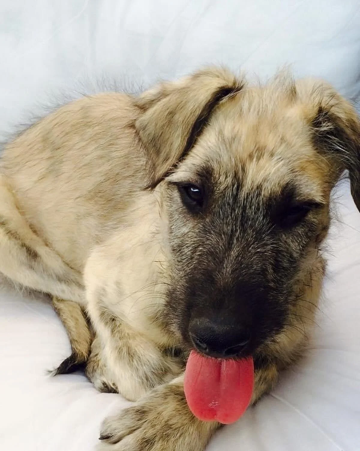 HAPPY MERRY IRISH DAY ☘️ 

Long live the Irish Wolf hound - long live the Irish