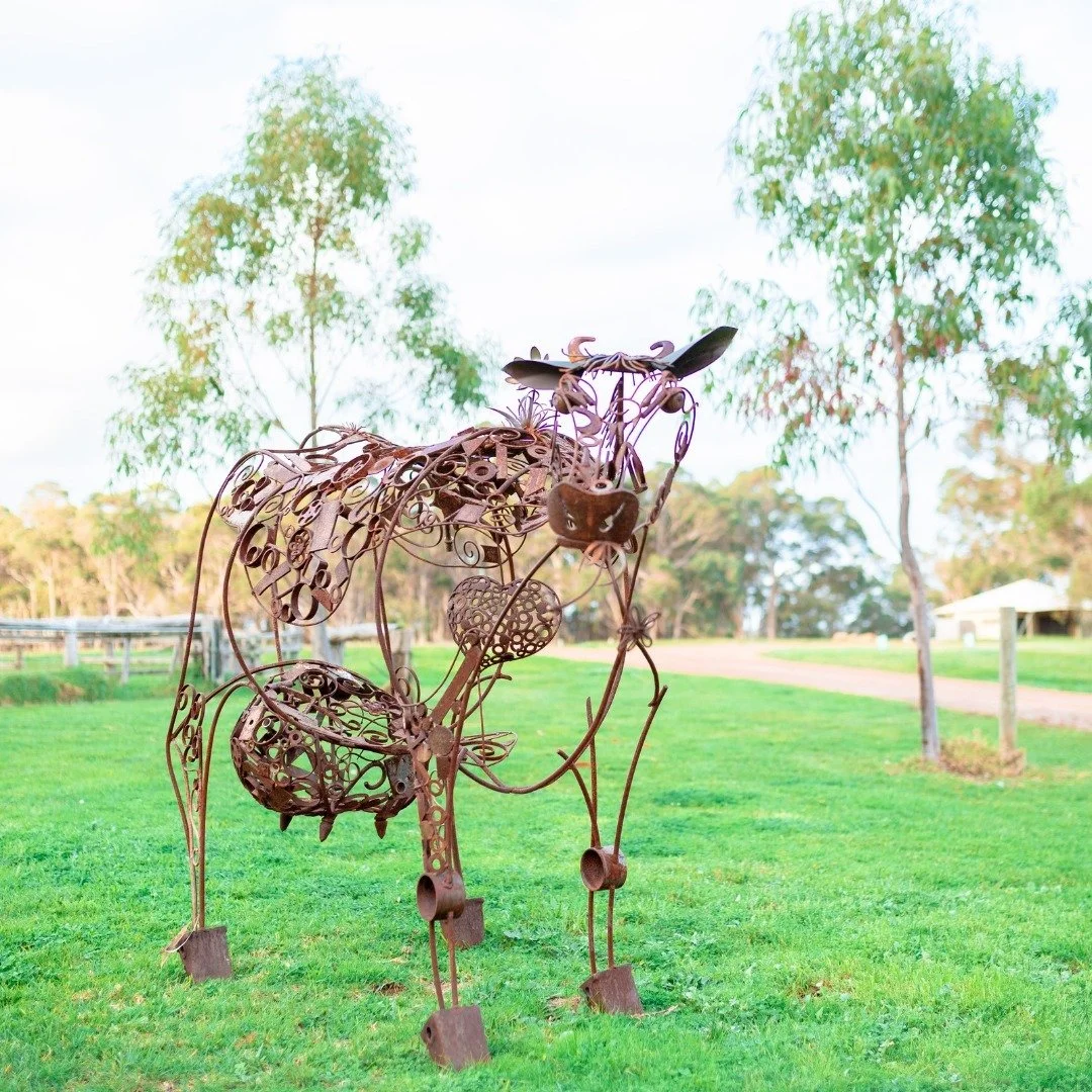 Meet Daisy, our gracefully crafted iron cow, extending a warm welcome to our haven. A symbol of charm and the beginning of your delightful journey at Two Blind Cows. 🐮✨

#MargaretRiver #Glamping #IronCowWelcome #RusticCharm