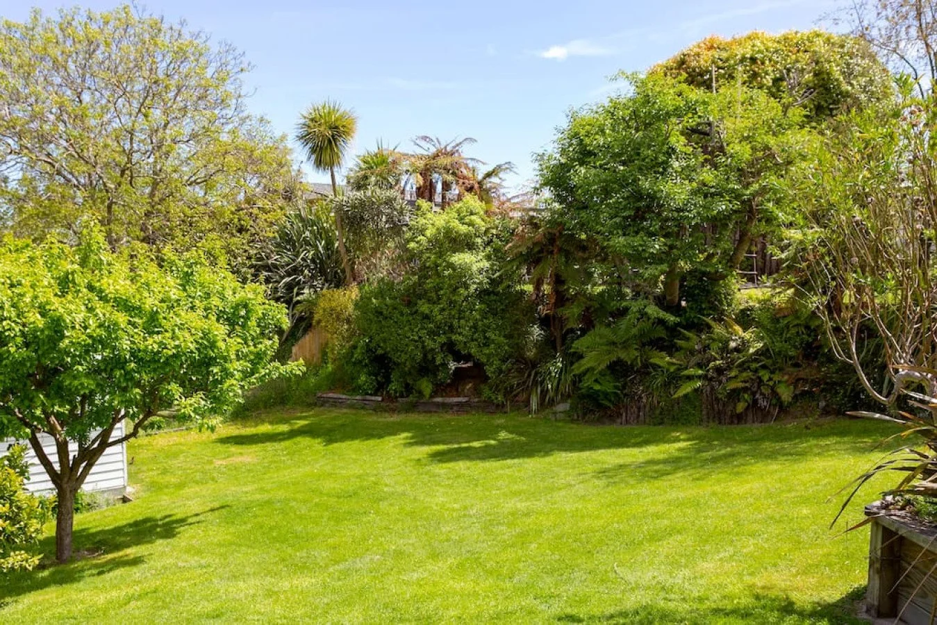 A sunny backyard with green grass, various trees, and shrubs, under a clear blue sky.