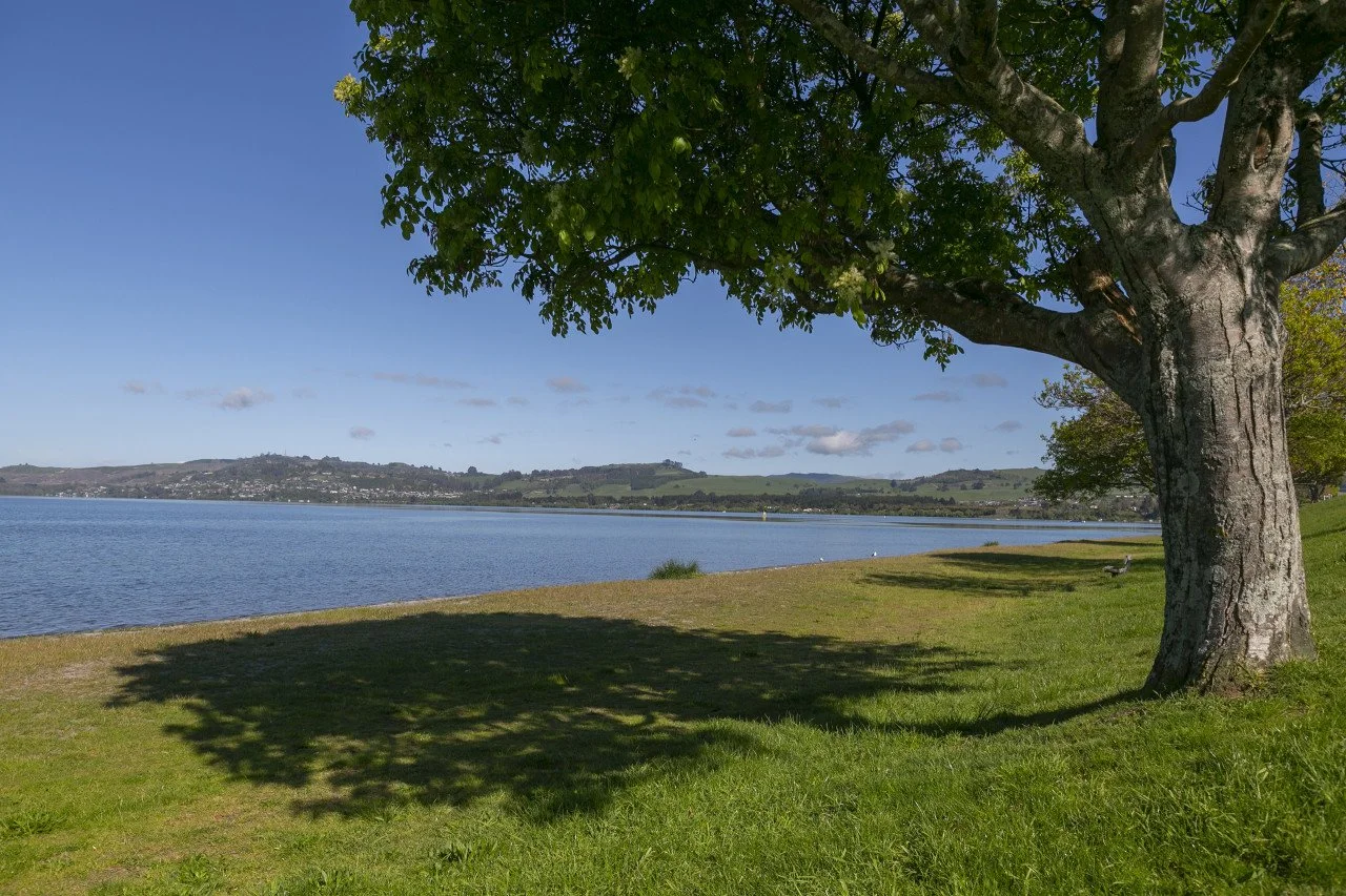 A large tree with green leaves casting a shadow over a grassy area by a body of water under a blue sky with some clouds.