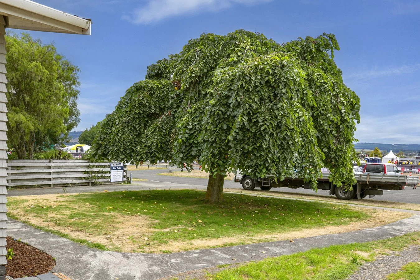 A large tree with a thick canopy of green leaves growing in a grassy patch surrounded by concrete pavement in a parking lot. There are parked cars and distant tents visible in the background.