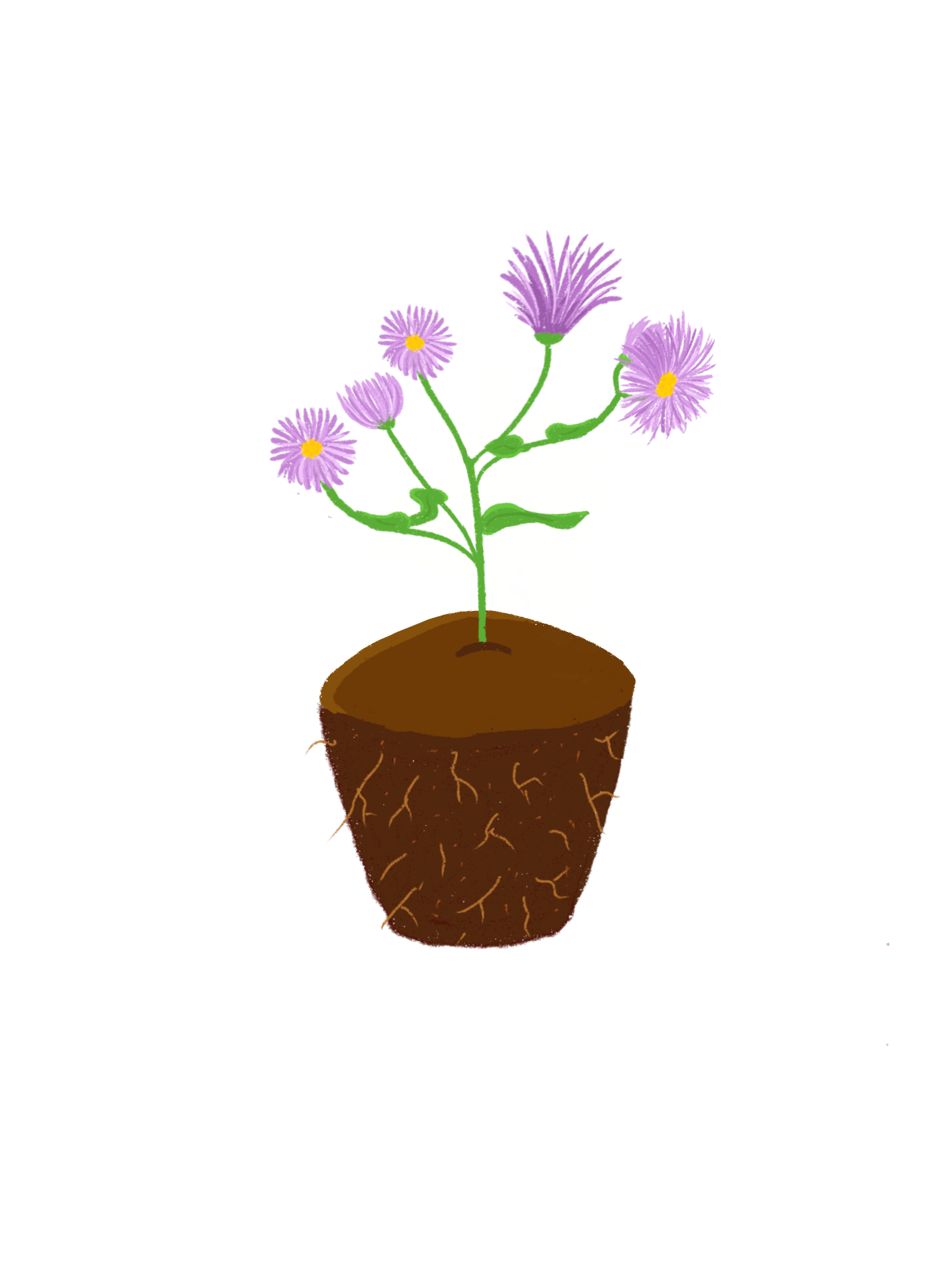 New England Aster in Dirt.png