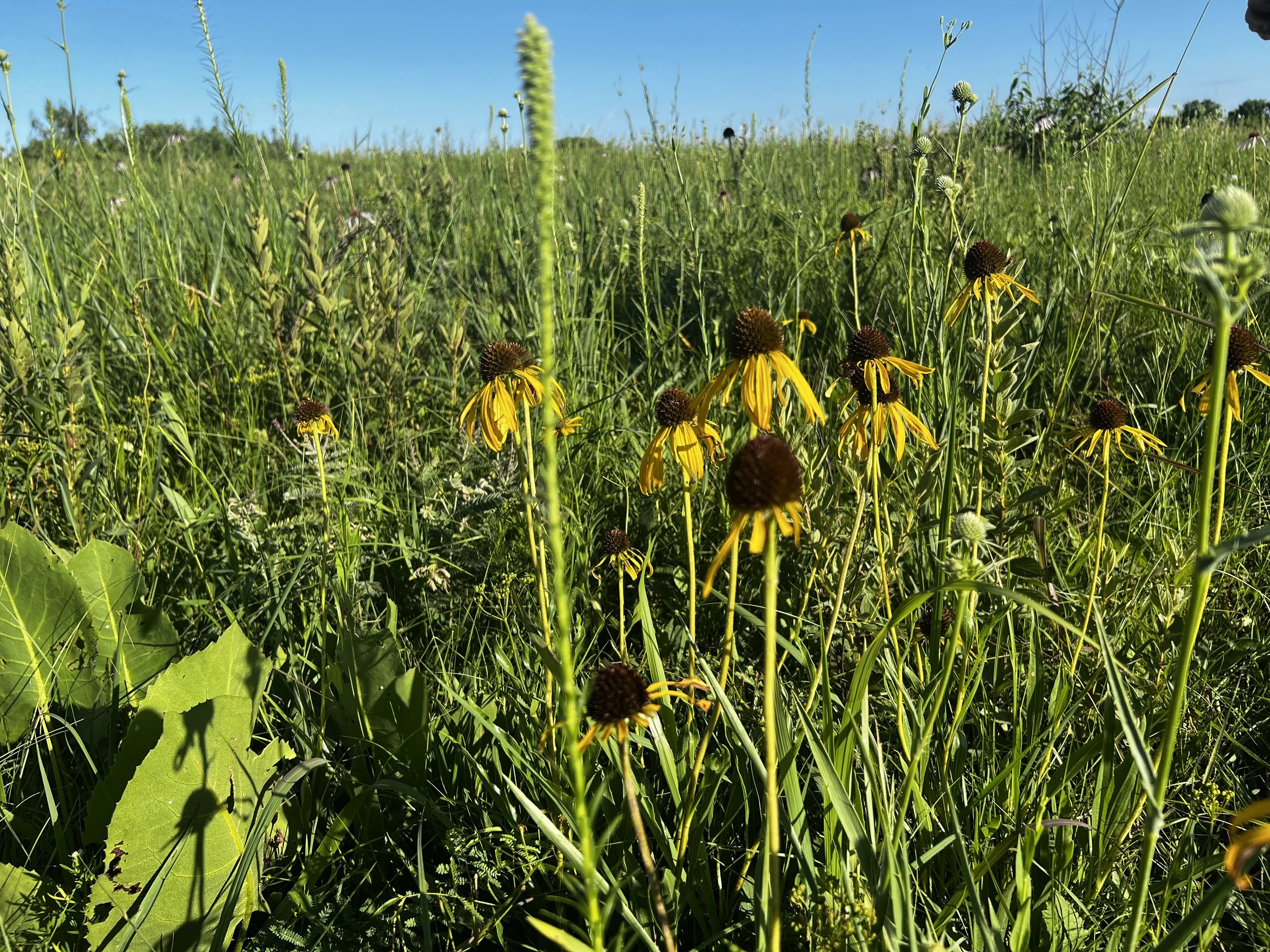 Seeding & Planting